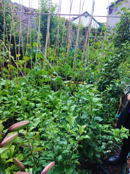 Burial Ground Allotments